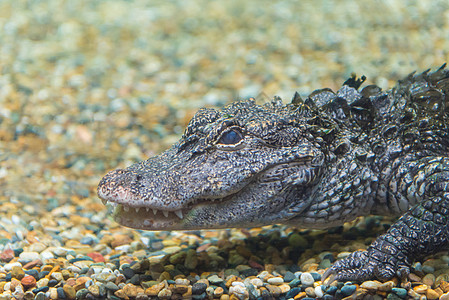 在Crocodile农场水中游泳的鳄鱼沼泽动物荒野热带捕食者野生动物盐水食肉眼睛爬虫图片