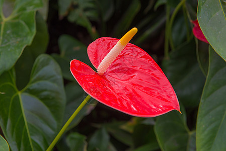 美丽的花园中的花朵 或Araceae图片