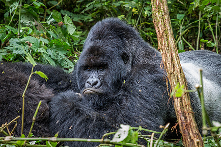 银背山大猩猩躺下丛林野生动物哺乳动物山地热带动物学森林人猿冒险灵长类图片