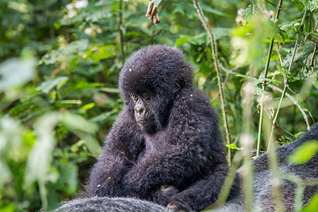 山地大猩猩宝宝的近身婴儿热带哺乳动物国家猴子丛林灵长类野生动物动物森林图片