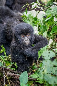 山地大猩猩宝宝的近身野生动物公园旅行哺乳动物动物冒险银背丛林国家动物学图片