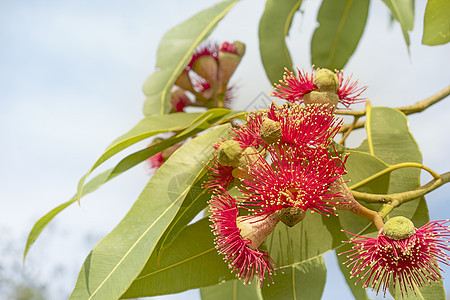 澳大利亚红色花朵 eucalyptus树图片