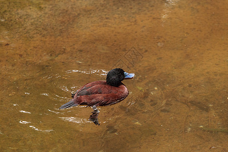 Maccoa 鸭 Oxyura 玉米饼鸟类鸭子水禽野生动物图片