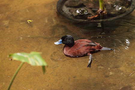 Maccoa 鸭 Oxyura 玉米饼水禽野生动物鸟类鸭子图片