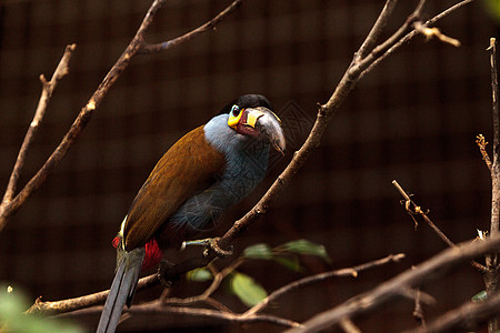 热成山的岩浆木头 安地加那拉米尼罗斯特里斯野生动物动物羽毛鸟类图片