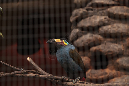 热成山的岩浆木头 安地加那拉米尼罗斯特里斯羽毛鸟类野生动物动物图片