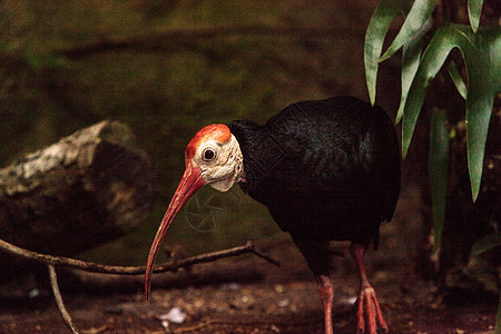 南部秃头的ibis 叫做Geronticus卡尔沃斯老人白骨动物野生动物背景图片