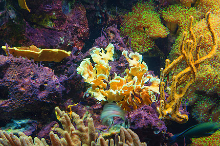 粉红色海葵的触角水族馆触手环境海洋珊瑚色潜水野生动物小丑游泳热带图片