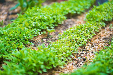 花园床间特写种子能源概念自然菜地植物农村园艺环保绿色图片