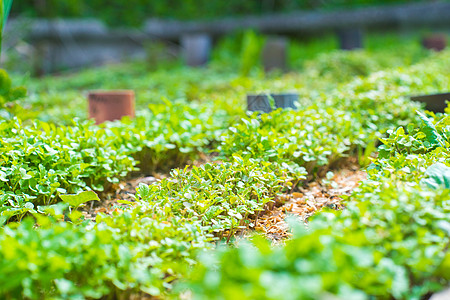 花园床间特写园艺果菜园生态农村植物叶子菜园覆盖物水果菜地图片