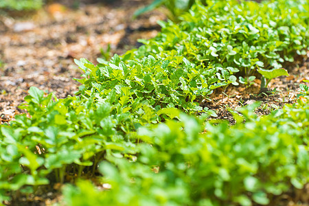 花园床间特写菜地社区环保园艺蔬菜概念自然农村种子植物图片