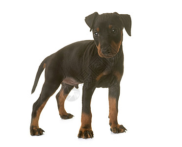 小狗 曼切斯特工作室动物黑色猎犬宠物高清图片