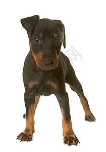 小狗 曼切斯特猎犬动物黑色工作室宠物高清图片