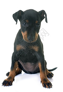 小狗 曼切斯特动物黑色宠物猎犬工作室高清图片