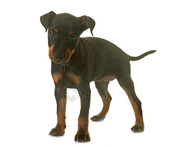 小狗 曼切斯特工作室宠物动物猎犬黑色图片