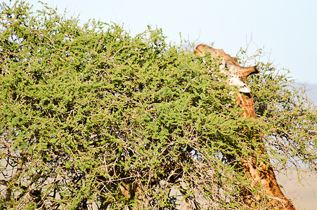 孤立的长颈鹿拉着舌头公园荒野语言太阳旅行哺乳动物假期风景环境观光图片