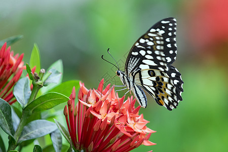 美丽的蝴蝶在花上 昆虫动物翅膀花园恶魔底面柠檬花朵蠕形螨君主女王图片