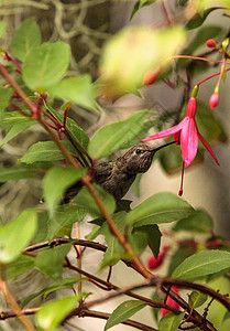安娜蜂鸟 卡利普特安纳观鸟野生动物花蜜花园红色男性动物羽毛翅膀鸟类图片
