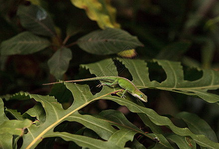 绿色Anole 科学上称为动物蜥蜴野生动物疱疹变色龙爬虫蜥蜴人图片