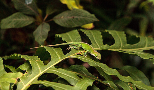 绿色Anole 科学上称为变色龙蜥蜴爬虫动物疱疹蜥蜴人野生动物图片