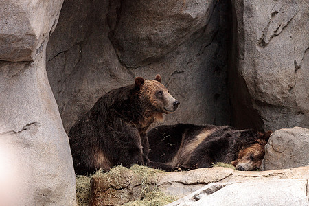 北美灰熊银尖荒野野生动物大熊哺乳动物动物背景图片