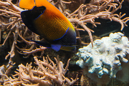 水下射出的鱼 水族馆中的鱼潜水游泳野生动物小丑热带海洋生物多样性环境海洋荨麻图片