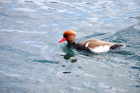 夏季鸭子在池塘游泳翅膀阳光公园环境身体羽毛反射棕色绿色野生动物图片