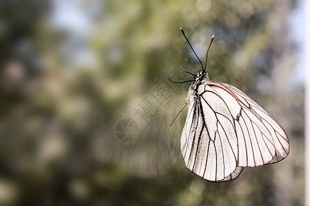 蝴蝶在玻璃上 反射着它爬起来图片