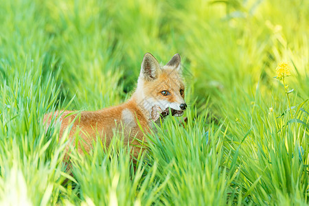 狐狸在草地上猎人毛皮幼兽鼻子眼睛婴儿女性野生动物捕食者动物图片