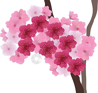 矢量樱花鸟类植物花园季节艺术花朵插图白色粉色花瓣背景图片