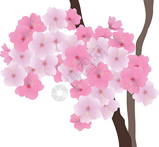 矢量樱花鸟类花朵季节艺术花园白色粉色植物花瓣插图背景图片