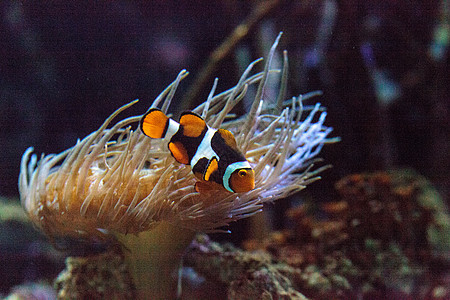 珊瑚鱼 安菲普里诺尼纳 在海洋鱼类中动物活力两栖珊瑚礁野生动物荒野海葵图片