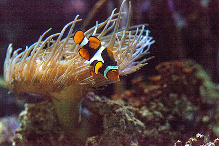 珊瑚鱼 安菲普里诺尼纳 在海洋鱼类中海葵活力两栖野生动物荒野动物珊瑚礁图片