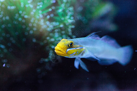 沉睡的金头高比鱼 瓦伦西耶纳海豚热带鱼海洋生物虎鱼海鱼图片