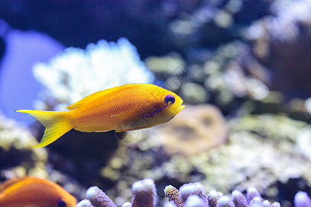 称为的黄色鱼海鱼零售店鳞鳞眼睛珊瑚礁牙属海洋紫色背景图片