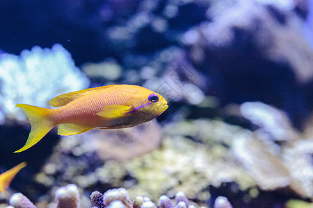 称为的黄色鱼紫色眼睛珊瑚礁牙属零售店海鱼鳞鳞海洋图片