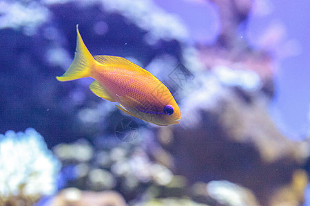 称为的黄色鱼紫色牙属零售店海洋眼睛珊瑚礁鳞鳞海鱼背景图片
