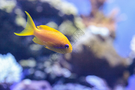 称为的黄色鱼零售店紫色珊瑚礁海洋牙属海鱼眼睛鳞鳞图片