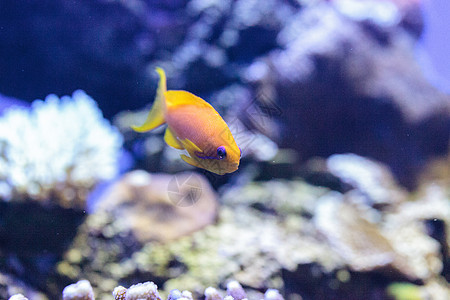 称为的黄色鱼海鱼鳞鳞海洋紫色眼睛零售店珊瑚礁牙属背景图片