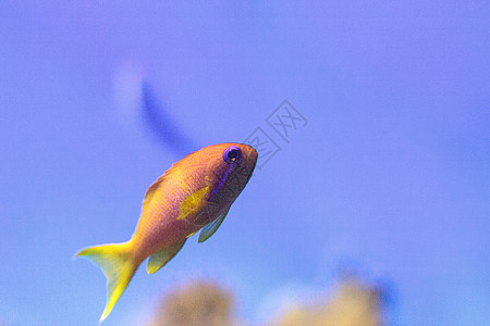 称为的黄色鱼鳞鳞眼睛零售店海鱼珊瑚礁紫色牙属海洋背景图片
