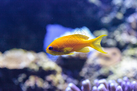 称为的黄色鱼眼睛海鱼鳞鳞珊瑚礁海洋零售店紫色牙属图片