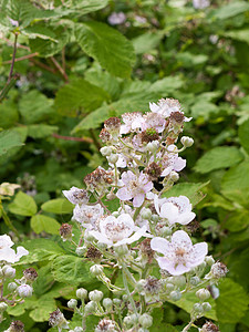白色的一帮模糊的芽芽花瓣生物学衬套植物群荒野英语花粉植物学昆虫钩子图片
