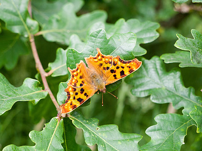 辛巴里达(Nymphalidae)图片