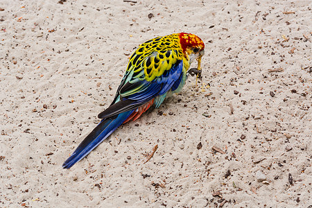 红头的罗塞拉鹦鹉鸟虎皮黄化宠物配种动物体色彩羽毛家禽鹦鹉图片