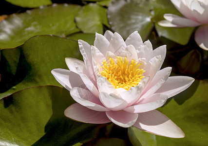 在池塘中闪亮的莲花天空公园园艺花瓣植物阳光季节树叶旅行花园图片