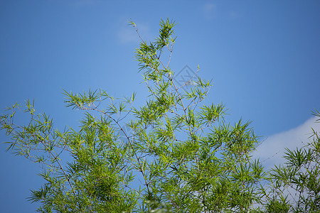 蓝天背景下的绿叶竹树竹子植物热带绿色叶子环境花园木头树木森林图片