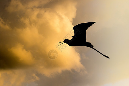 日落时鸟儿翅膀天空插图航班动物图片