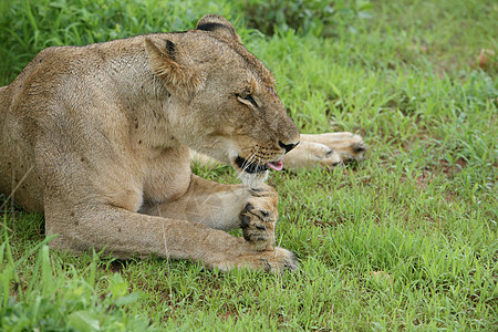 危险的非洲大草原哺乳动物 肯尼亚野生动物幼兽荒野濒危马赛猎人公园捕食者鬃毛环境图片
