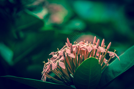 斯派克花 鲁比亚塞花 伊索拉科西娜花树叶热带花园团体花朵生长仙丹花束植物树篱图片