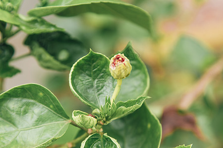 斯派克花 鲁比亚塞花 伊索拉科西娜花玫瑰草本植物热带植物群植物衬套花瓣绘画插图生长图片